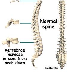 vertebr/o