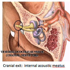 Vestibulocochlear Nerve (CN VIII)