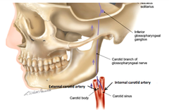 Visceral Sensory Function of the Glossopharyngeal Nerve