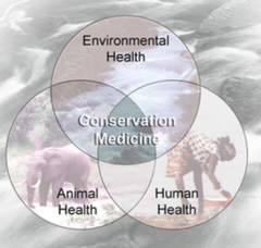 What is conservation medicine/ecohealth?
