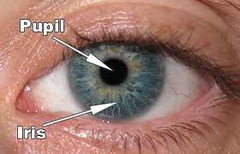 What is the iris and what does it do?