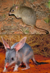 Which mammal spp have been lost from the Adelaide area?