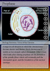 1.prophase