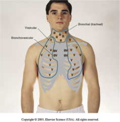 bronchial lung sounds