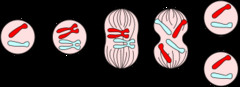 4.in the diagram above, cell A is undergoing mitosis. if cell A has 6 chromosomes, how many chromosomes will cells B and C have?