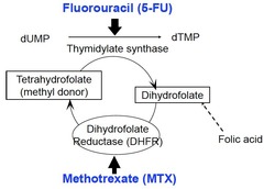 5-fluorouracil/capecitabine (5-FU)