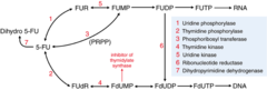 5-fluorouracil/mechanism of action