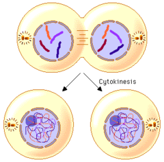 6.cytokinesis