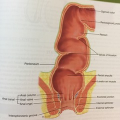7a. Fill in the labels indicated in the following illustrations (rectum).