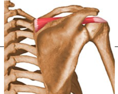 Abduction & flexion of shoulder