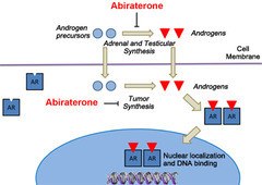 Abiraterone