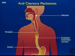 acid clearance mechanisms