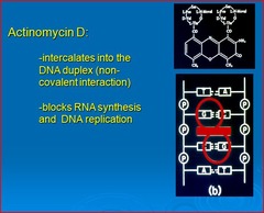 Actinomycin D  (Dactinomycin)