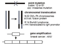 Activation of Proto-Oncogenes by Mutations