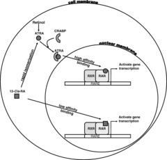 All Trans Retinoic Acid