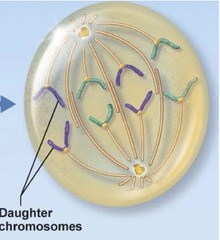 Anaphase-picture and words