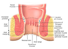 Anatomia Ânus