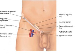 Anatomy of groin