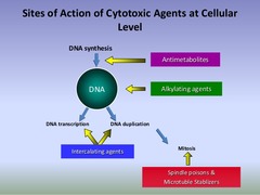 Anti-tumor Antibiotics