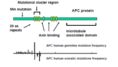 APC functional domains and mutations