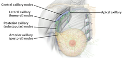 axillary lymph nodes drain