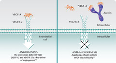 Bevacizumab