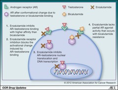 Bicalutamide