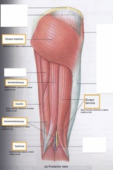 Biceps femoris, gracilis and sartorious