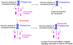 Bortezomib