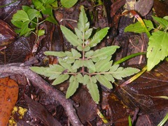 Botrychium dissectum (Ophioglossaceae)