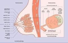 Briefly discuss the anatomy of the breast.  Where do most cancers originate?  Briefly discuss the histology of the breast.