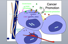 Cancer Promotion (Examples)