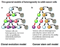 Cancer stem cell model