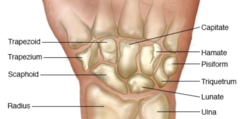 Carpal bones