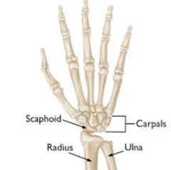 Carpal Fractures:   -Most common is ___1___ fracture (60% of carpal fractures); This has a poor blood supply & may become necrotic