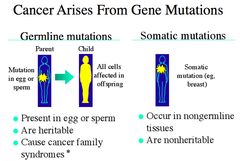 Categories of Gene Mutations that Give Rise to Cancer