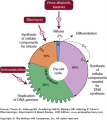 Cell cycle of cancer cell