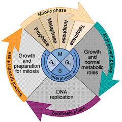 Cell cycle phases