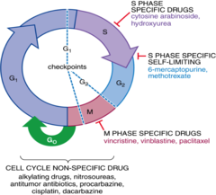 Cell cycle & site of action of antineoplastic agents