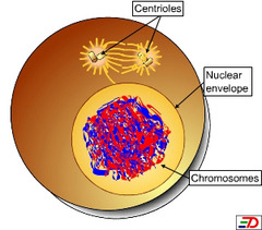 Centriole