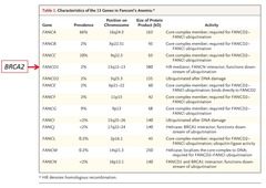 Characteristics of the 13 Genes in Fanconi's Anemia (Lecture)