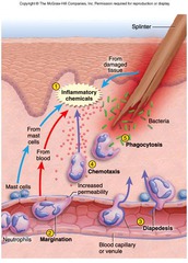 Chemotaxis