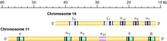 Chromosome 11