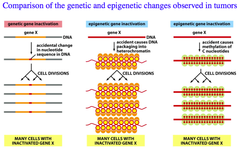 Comparison of the genetic and epigenetic changes observed in tumors