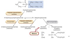 Cyclophosphamide - MOA