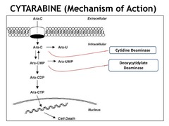 Cytarabine (aka Cytosine Arabinoside)