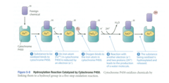 cytochrome P450