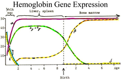 Developmental expression of heme genes