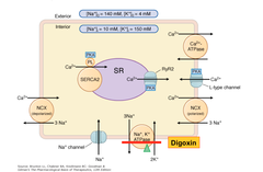 Digoxin and cardiac Glycosides