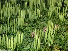 Diphasiastrum digitatum (or Lycopodium digitatum - Lycopodiaceae)